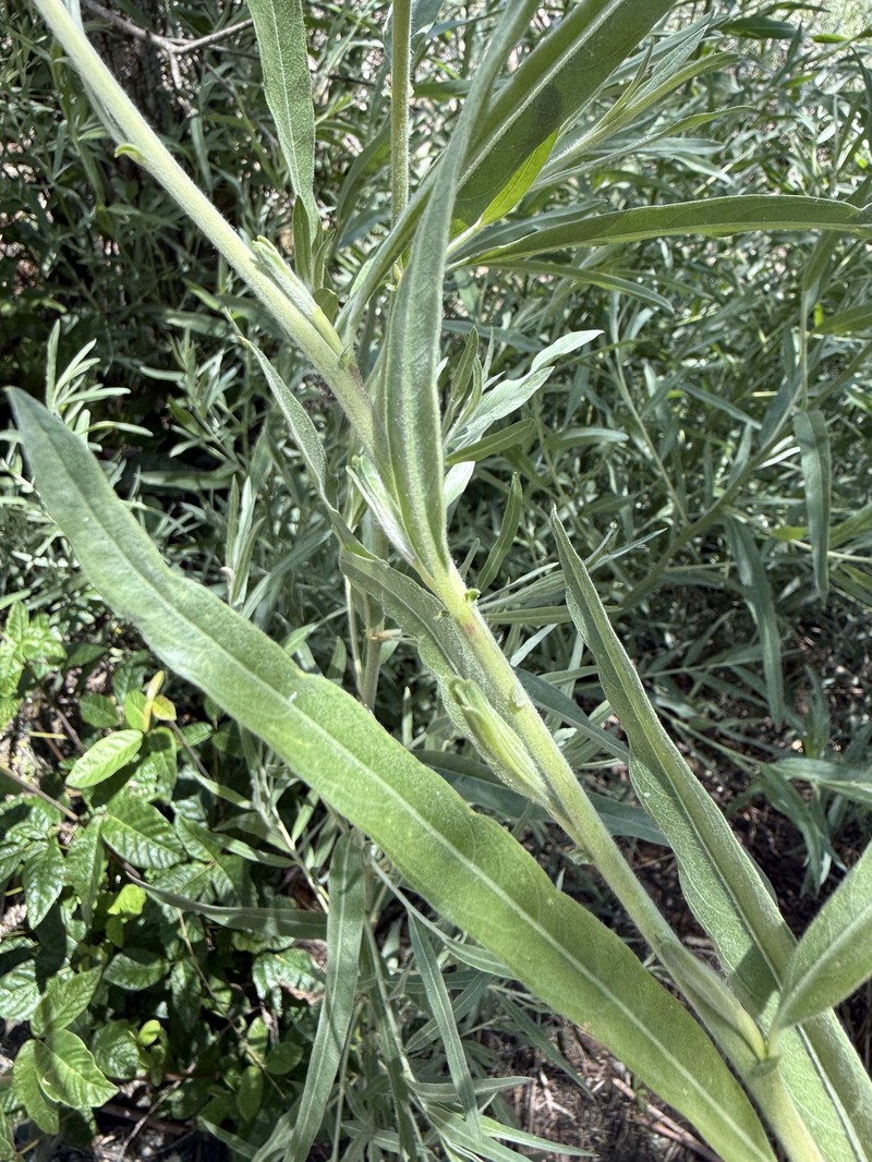 Salix exigua var. hindsiana photo 6