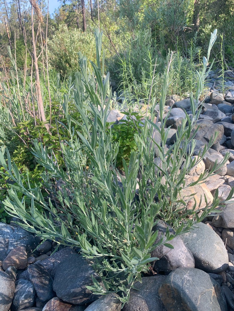 Salix exigua var. hindsiana photo 7