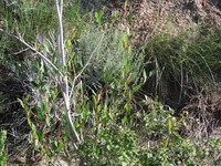Salix famelica