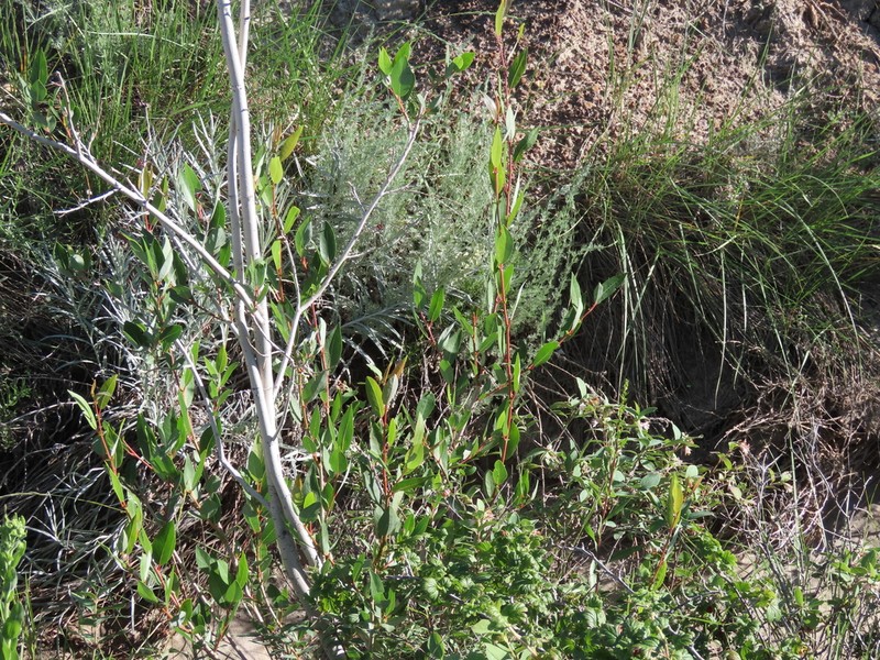 Salix famelica