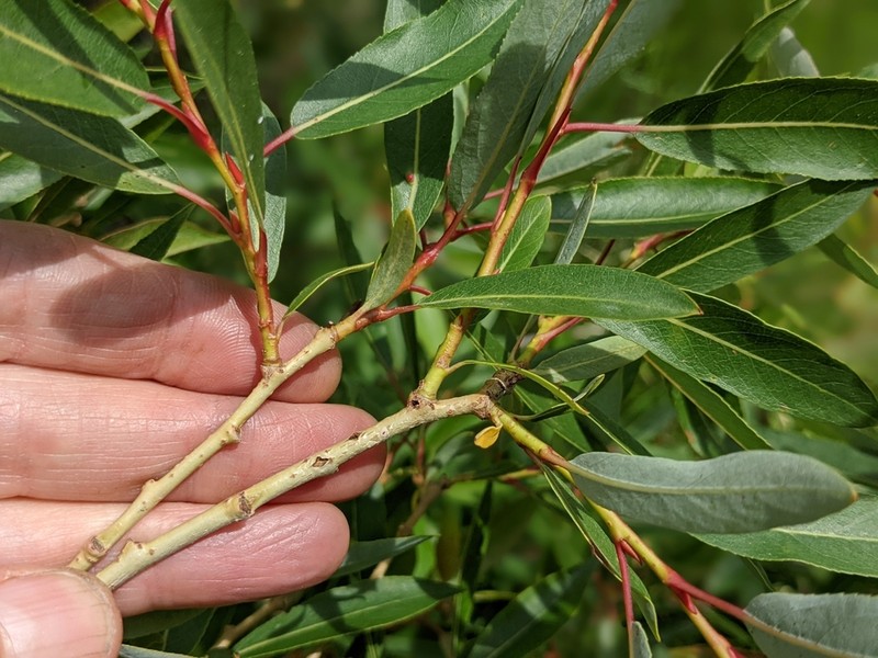 Salix famelica photo 2