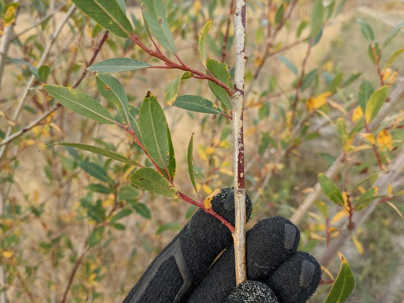 Salix famelica photo 3