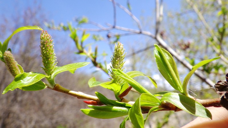Salix famelica photo 4