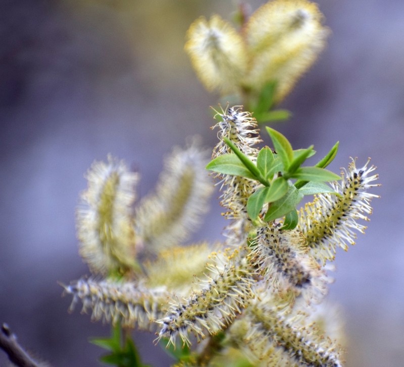 Salix famelica photo 5