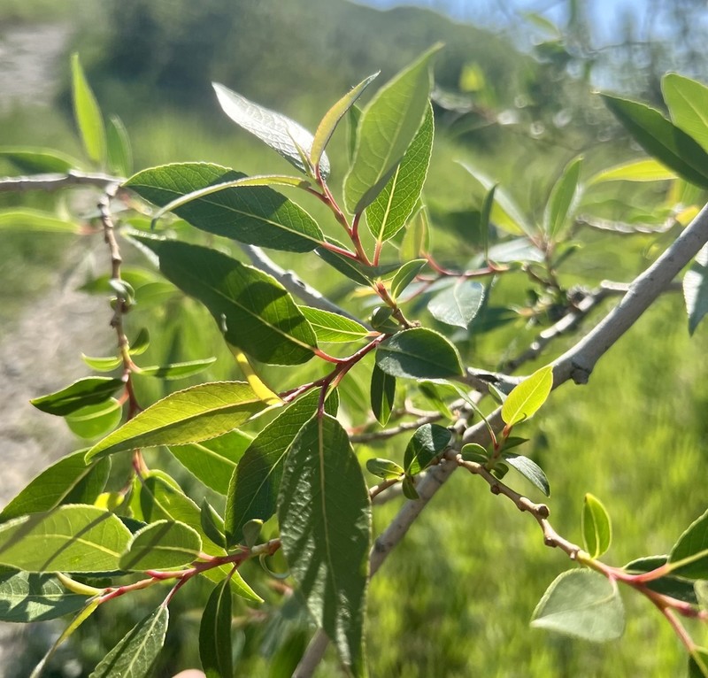 Salix famelica photo 6
