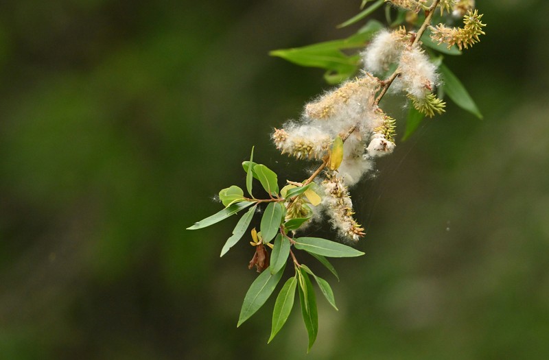 Salix famelica photo 7