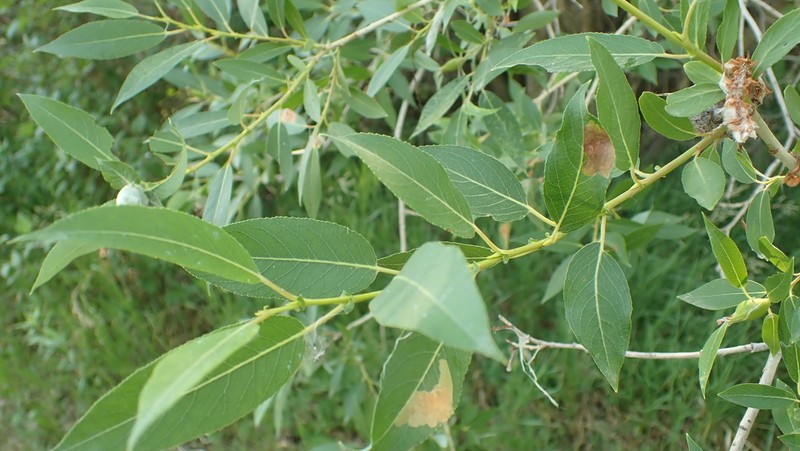 Salix famelica photo 8