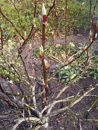 Salix fargesii