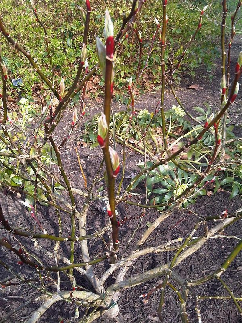 Salix fargesii