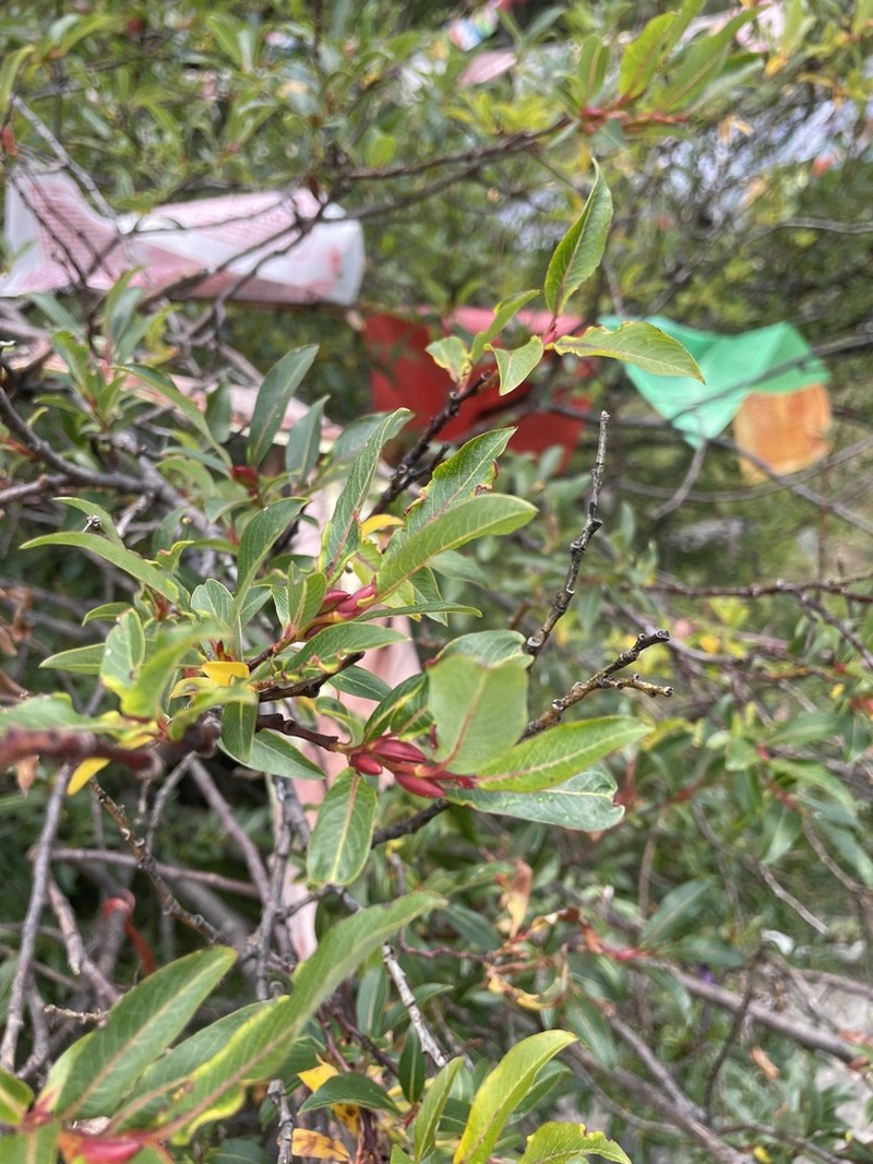 Salix fargesii photo 2