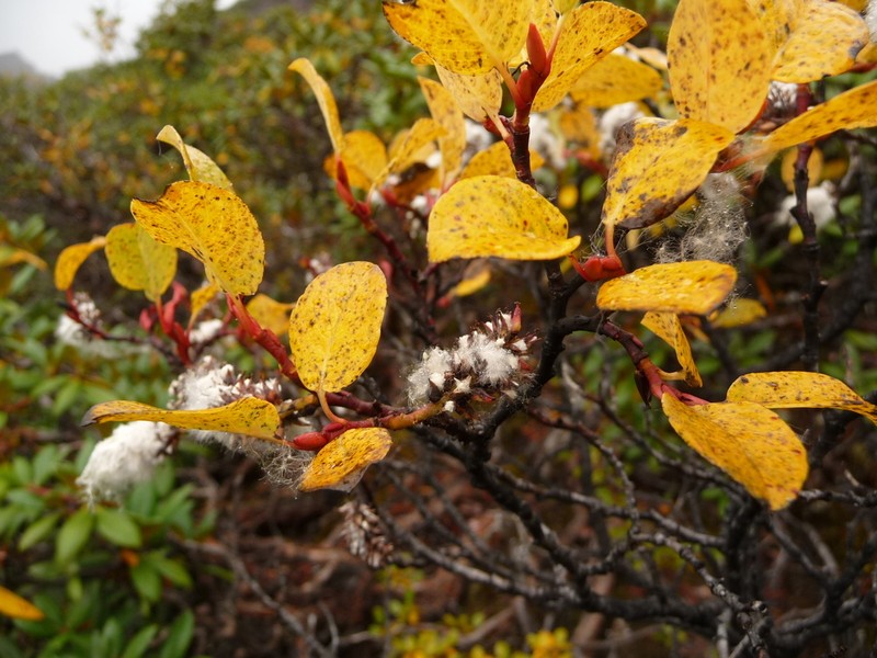 Salix fargesii photo 3