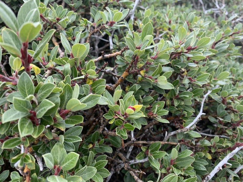 Salix fargesii photo 4