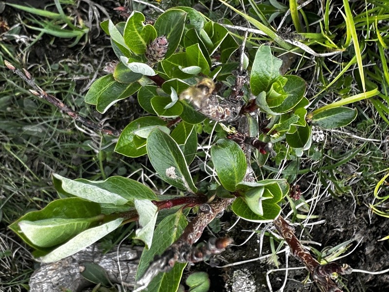 Salix fargesii photo 5