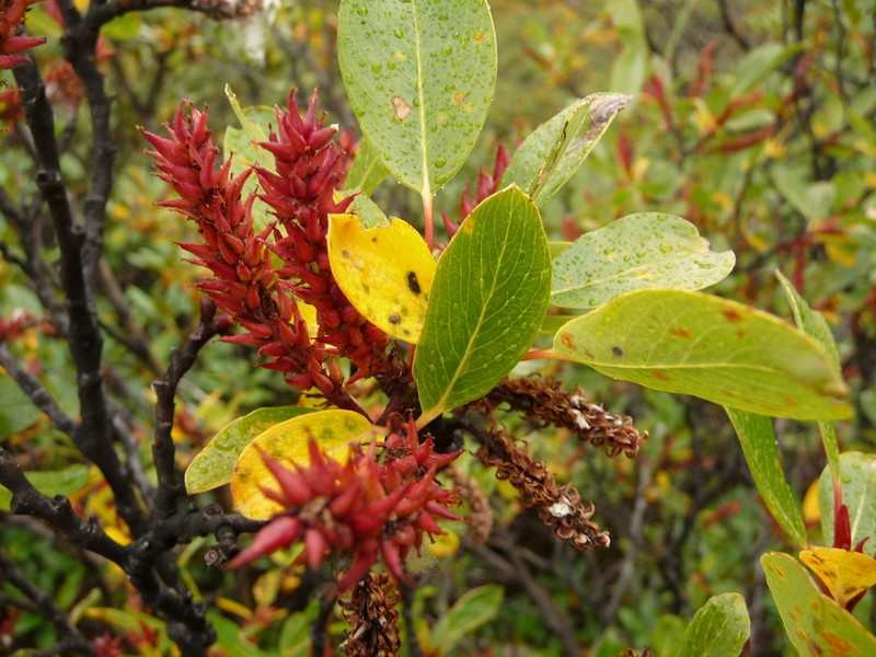 Salix fargesii photo 6