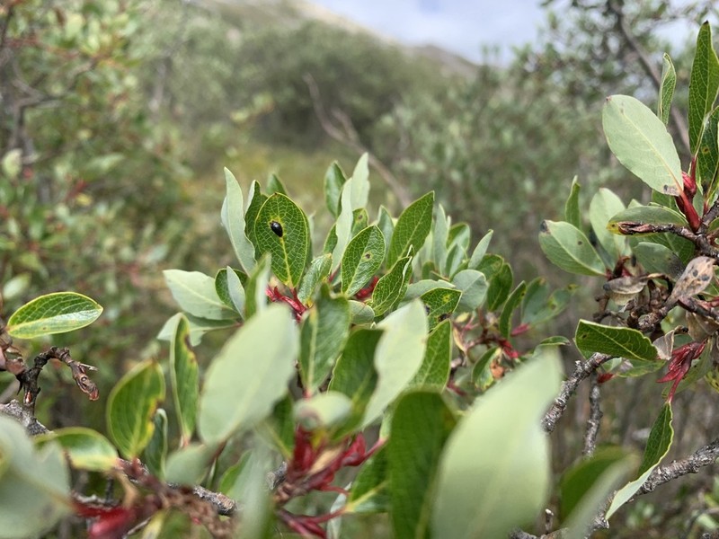 Salix fargesii photo 7