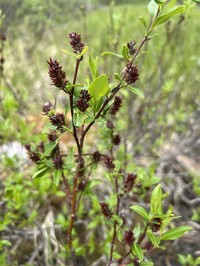 Farr's Willow