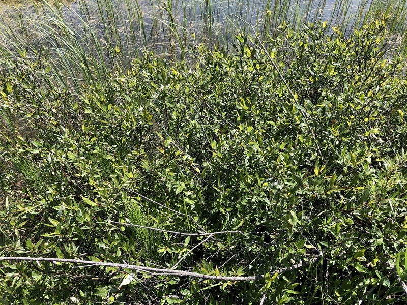Farr's Willow photo 2
