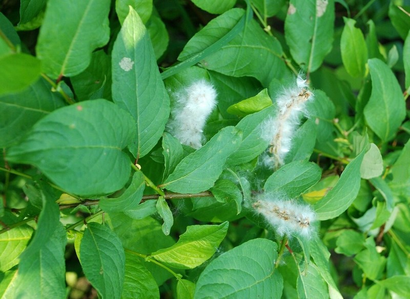 Farr's Willow photo 4