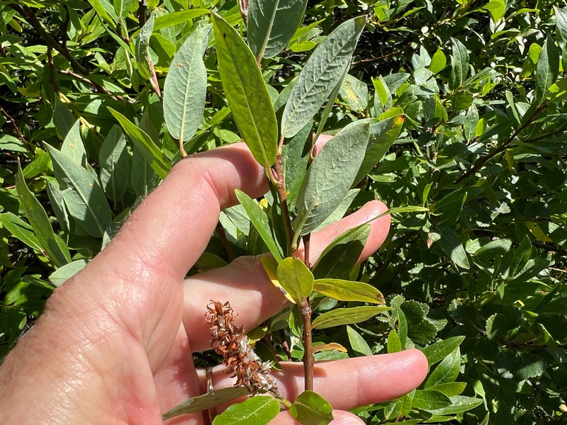 Farr's Willow photo 5