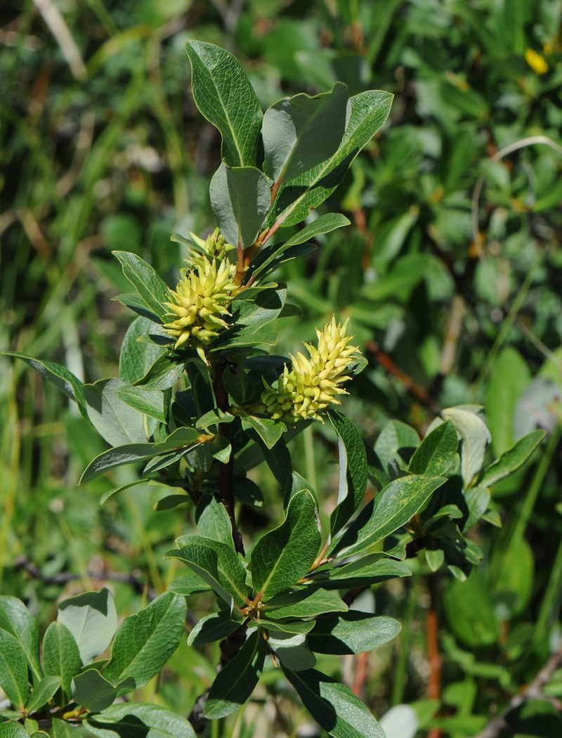 Farr's Willow photo 6