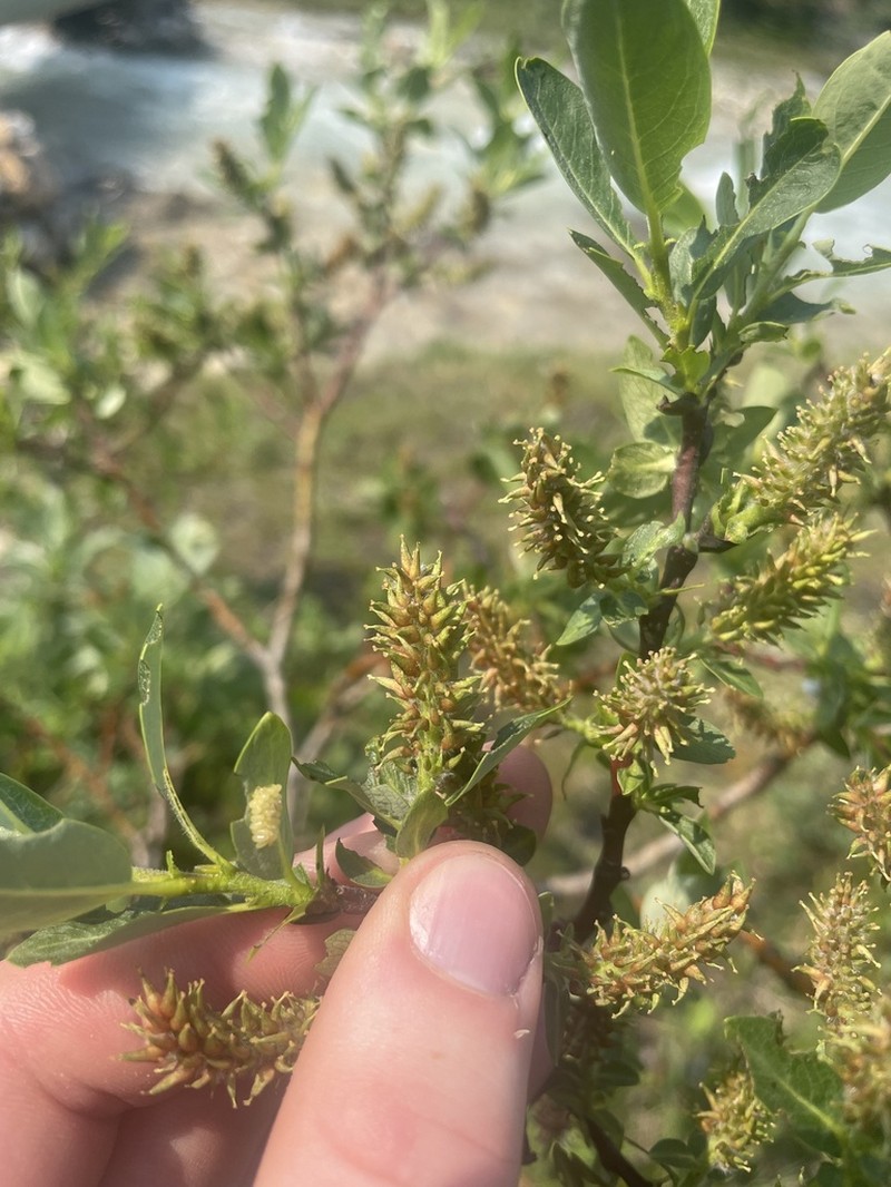 Farr's Willow photo 8