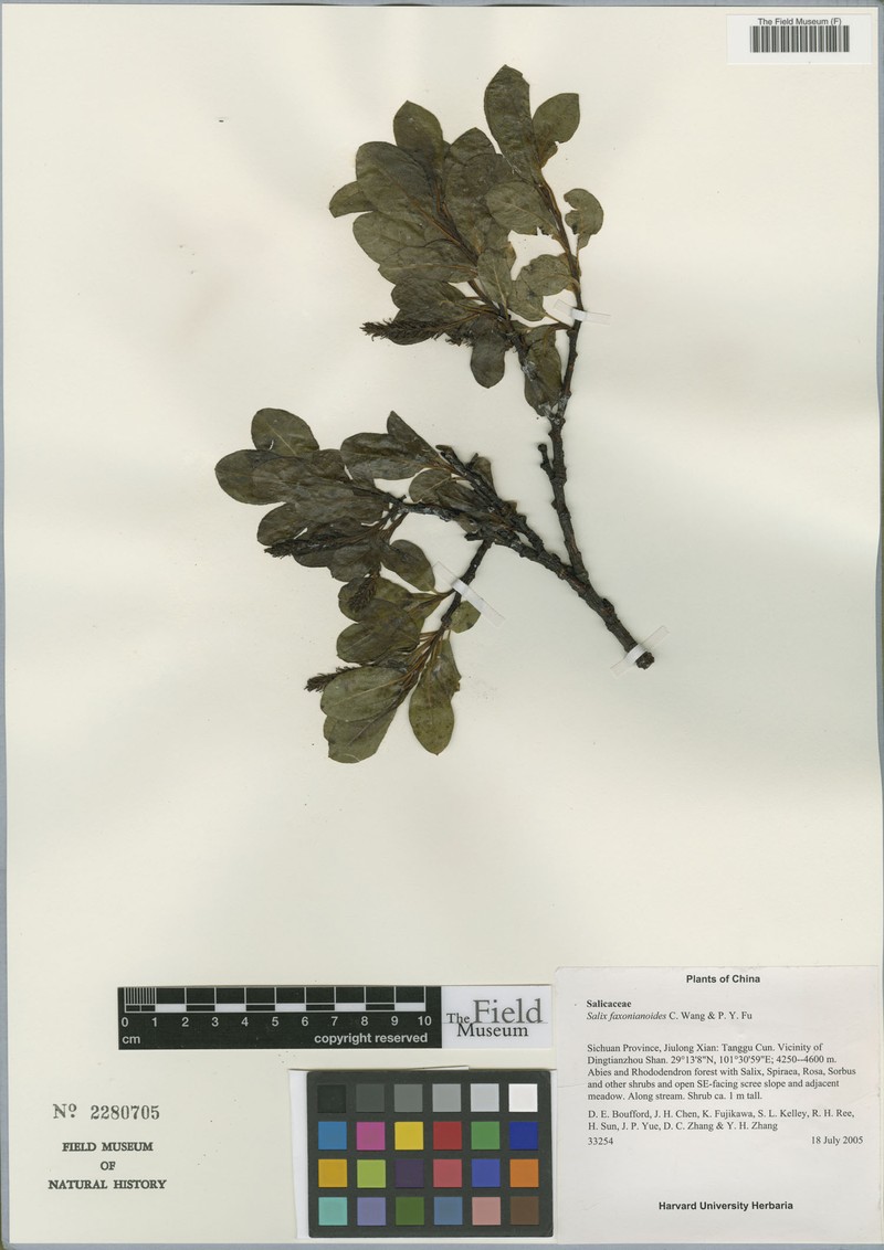 Salix faxonianoides