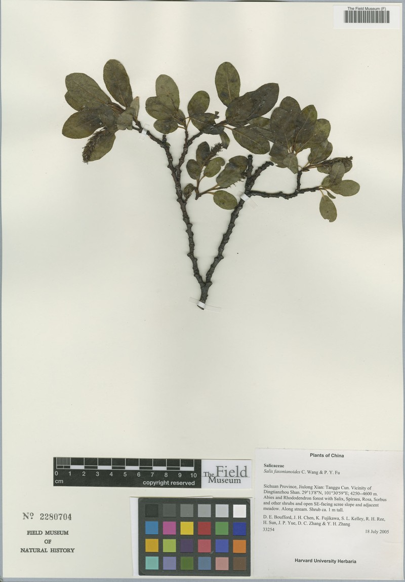 Salix faxonianoides photo 2