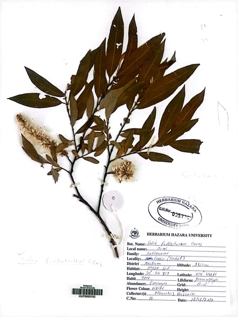 Salix fedtschenkoi