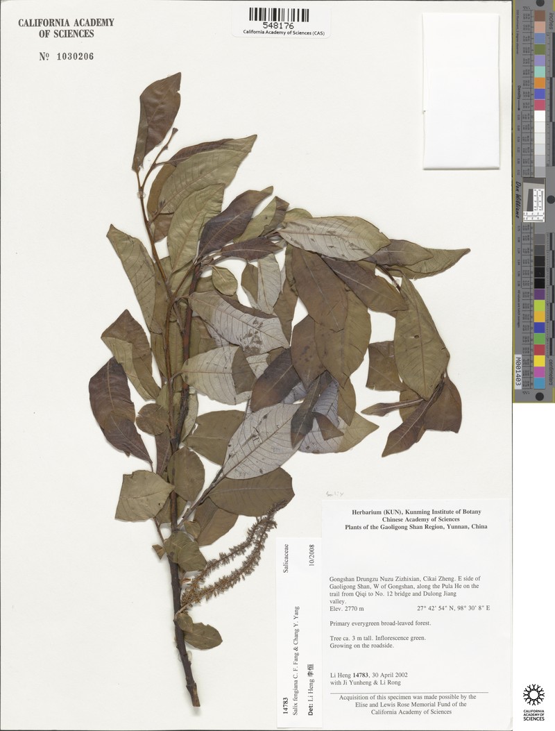 Salix fengiana