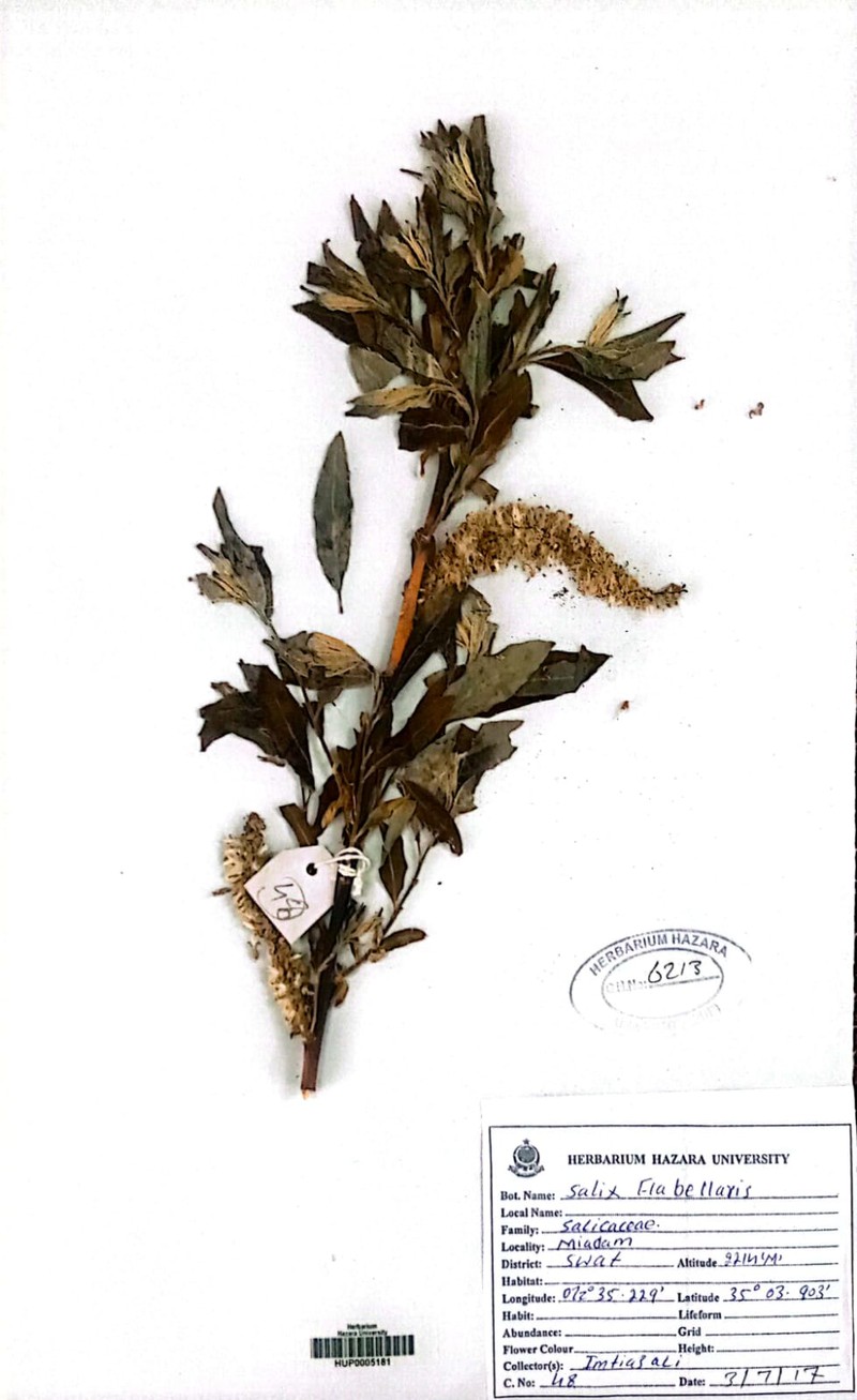 Salix flabellaris photo 2