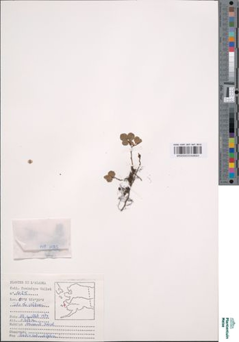 Salix flabellaris photo 4
