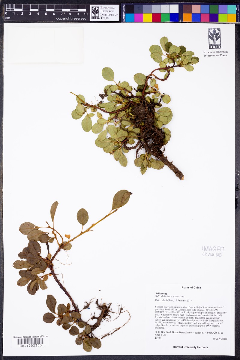 Salix flabellaris photo 5