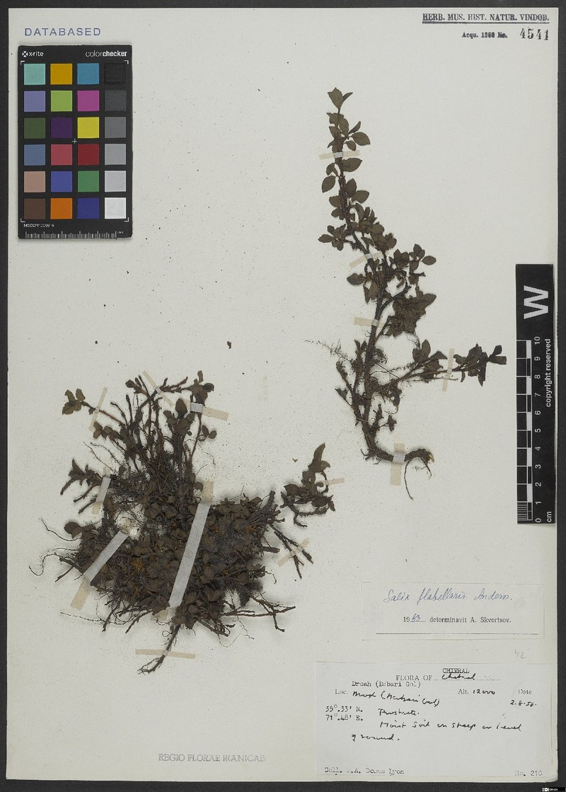 Salix flabellaris photo 6