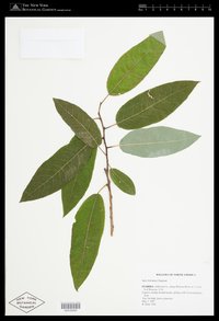 Florida Willow