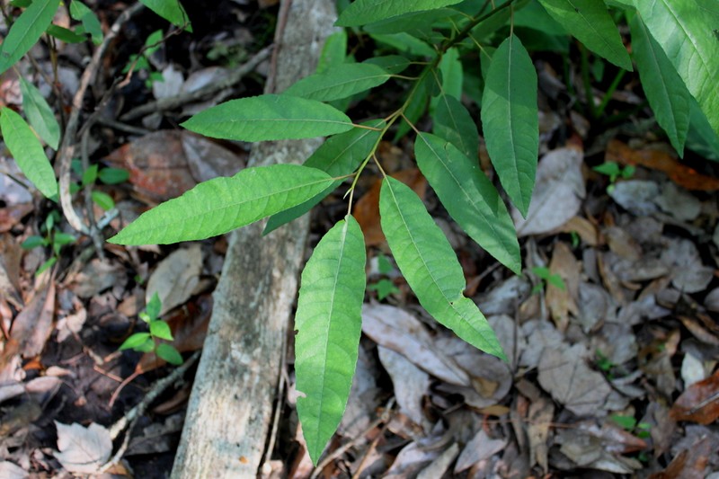 Florida Willow photo 2