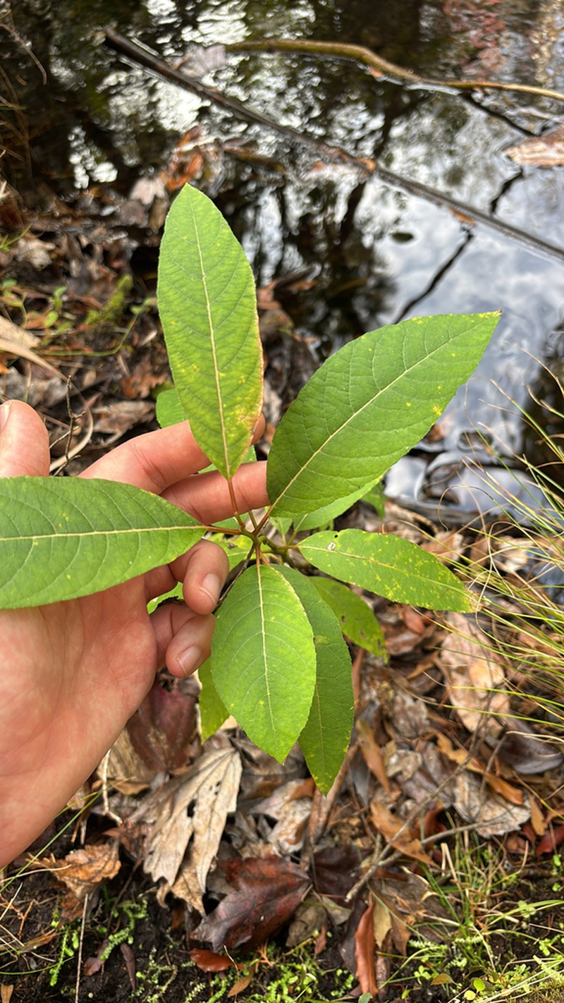 Florida Willow photo 3