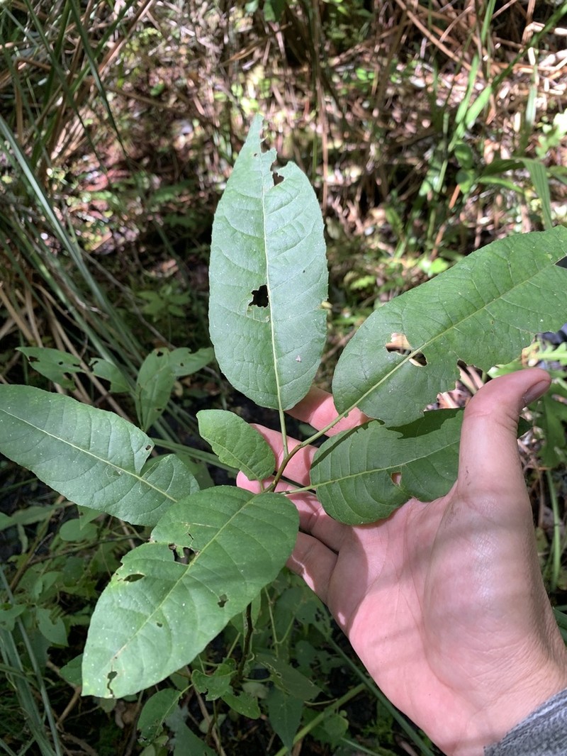 Florida Willow photo 4