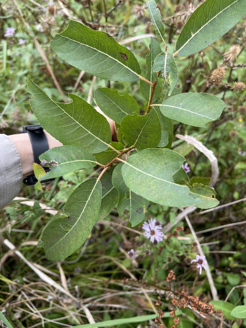 Florida Willow photo 5