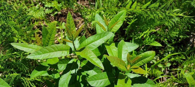 Florida Willow photo 6