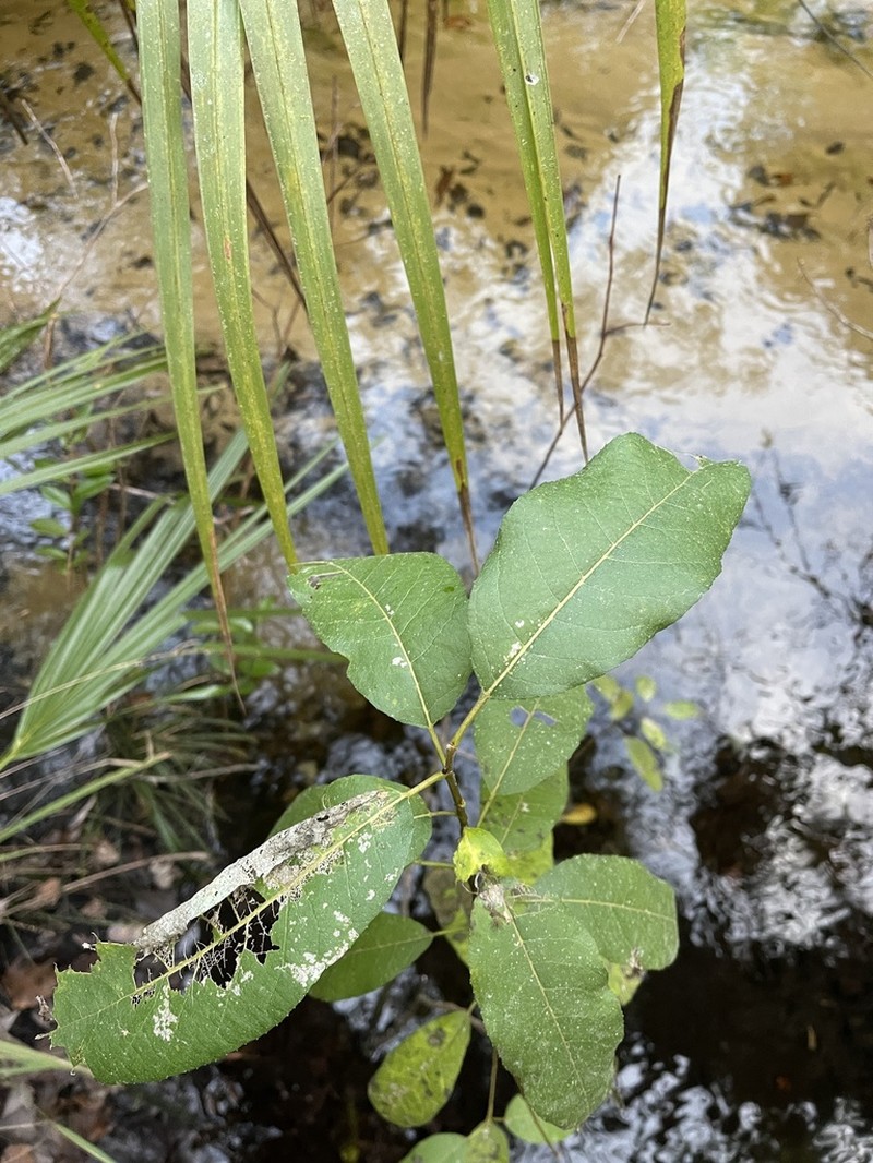 Florida Willow photo 7