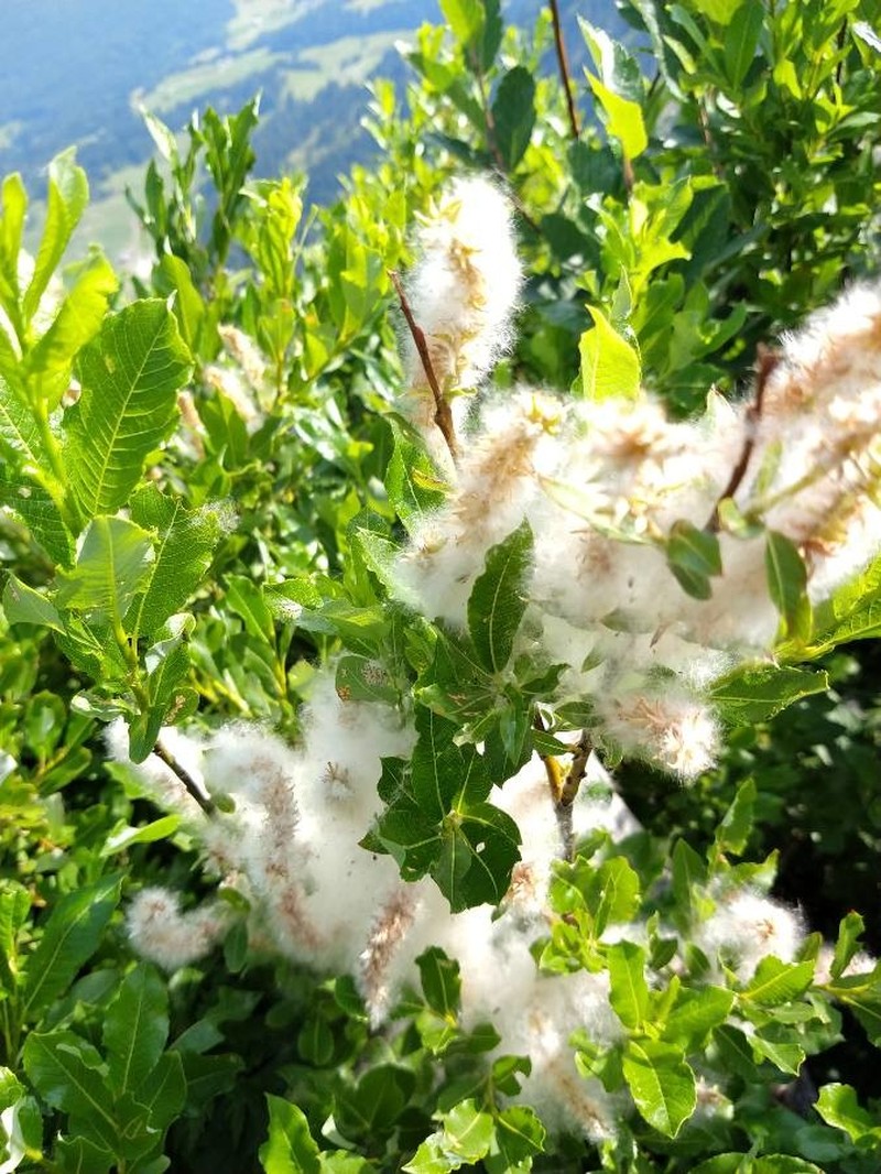 Salix foetida