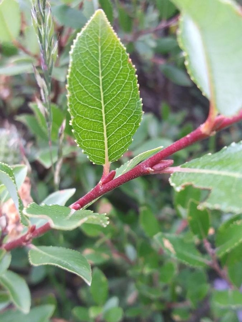 Salix foetida photo 2