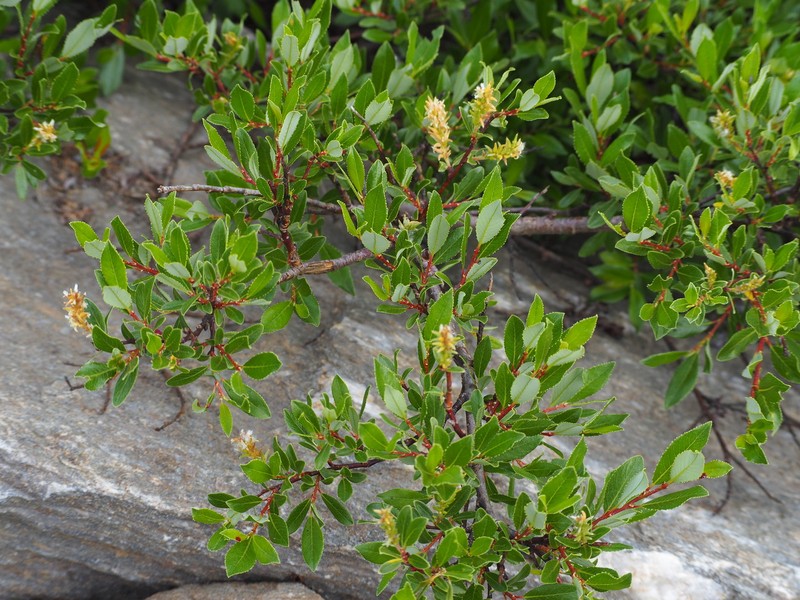 Salix foetida photo 3