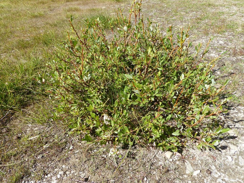 Salix foetida photo 4