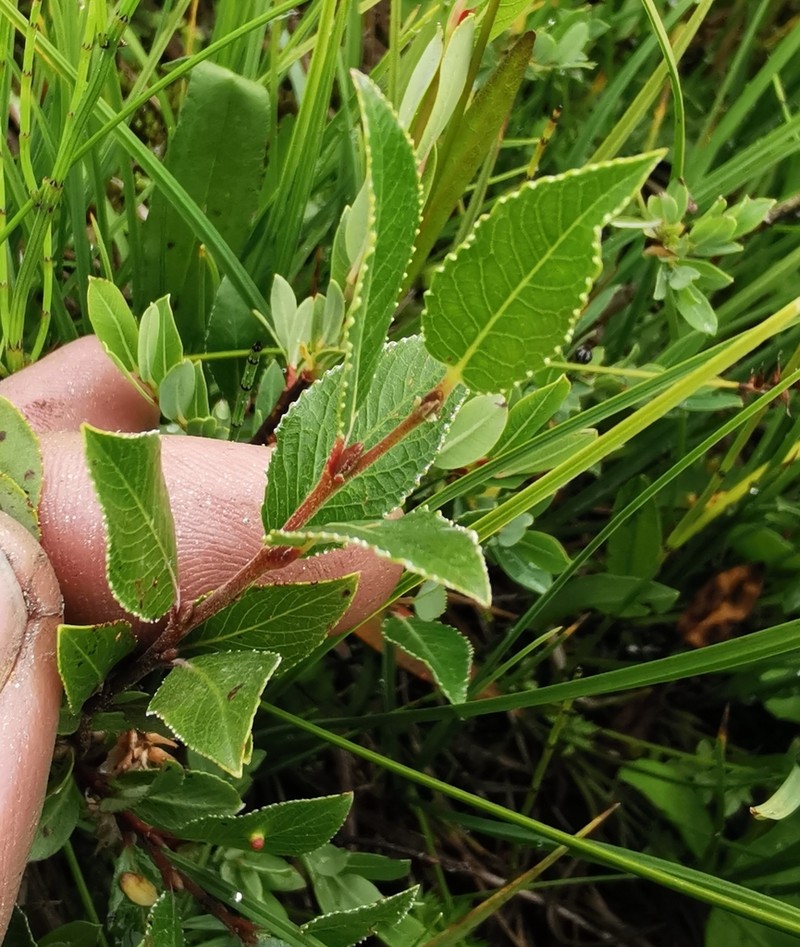 Salix foetida photo 6