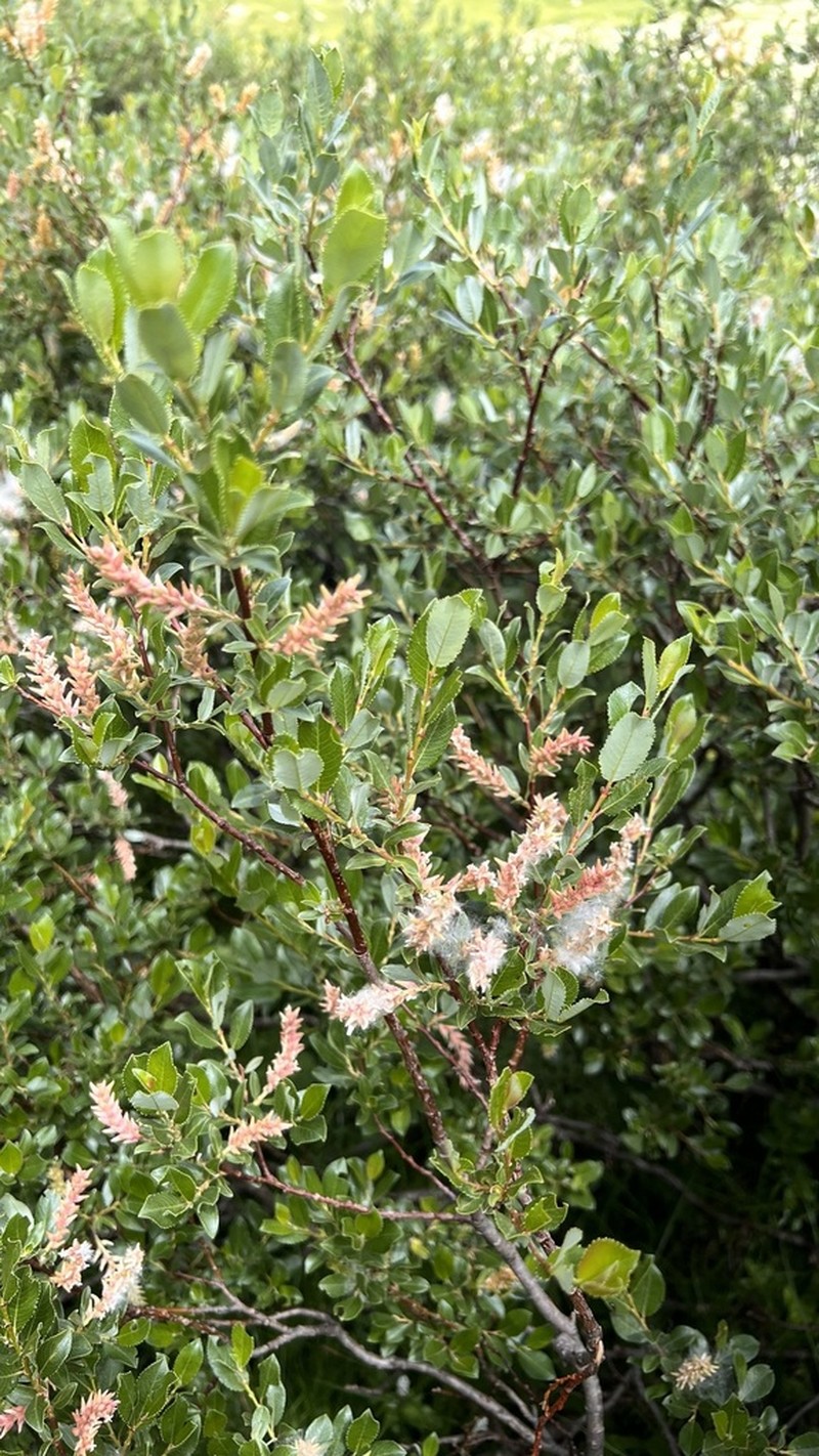 Salix foetida photo 7