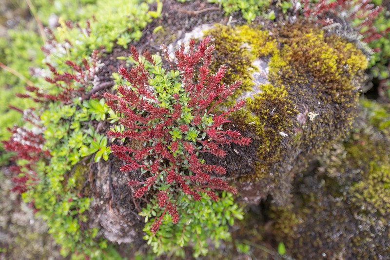Salix fruticulosa