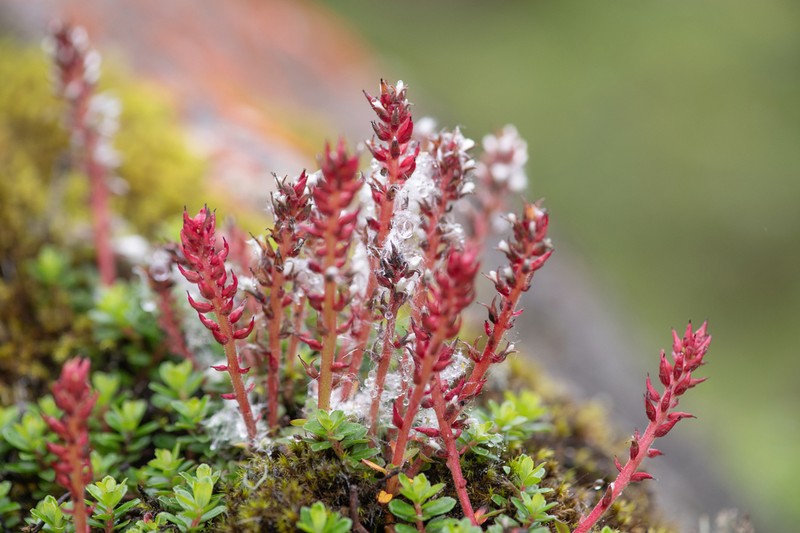 Salix fruticulosa photo 2