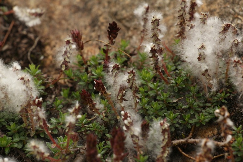 Salix fruticulosa photo 3