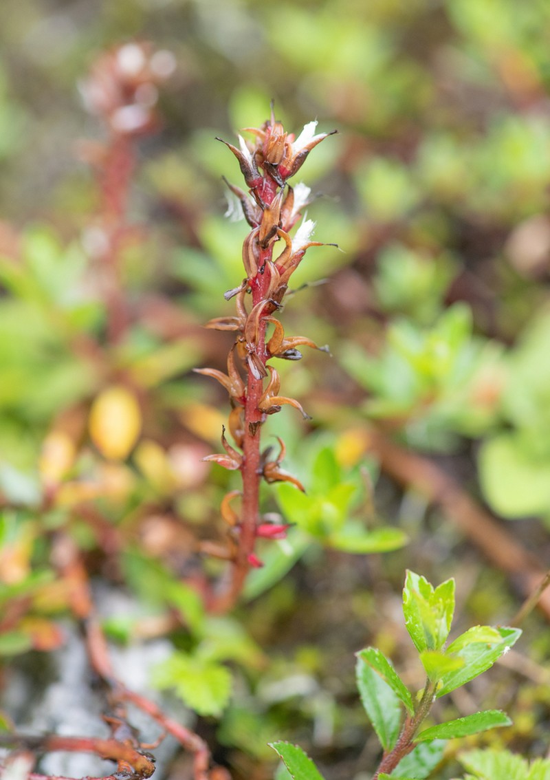 Salix fruticulosa photo 4